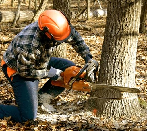 Tree Removal in Piercefield, NY